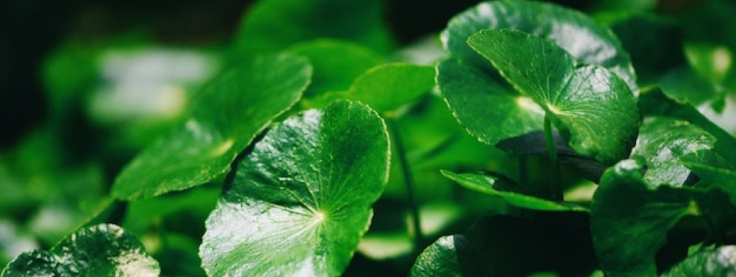 Centella Asiatica vs Niacinamide: Which Is Better for Your Skin?