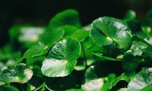 Centella Asiatica vs Niacinamide: Which Is Better for Your Skin?